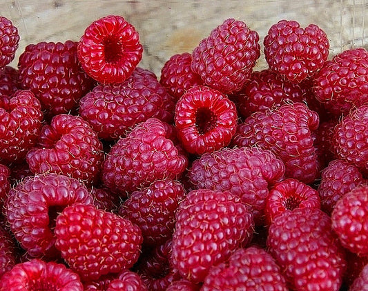 Rubus' Killarney Heirloom Raspberry