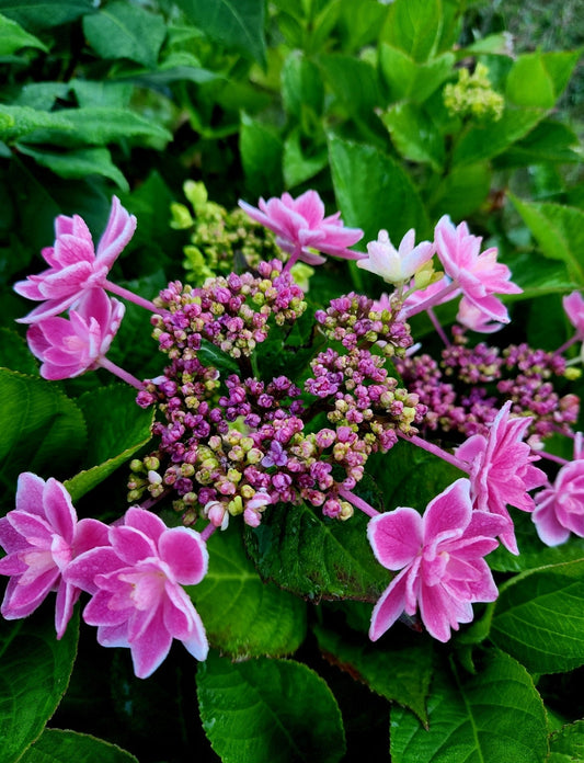 Hydrangea' Rosy Splendor Tinkerbell