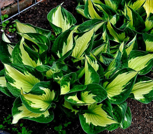 Hosta' Coloured Hulk