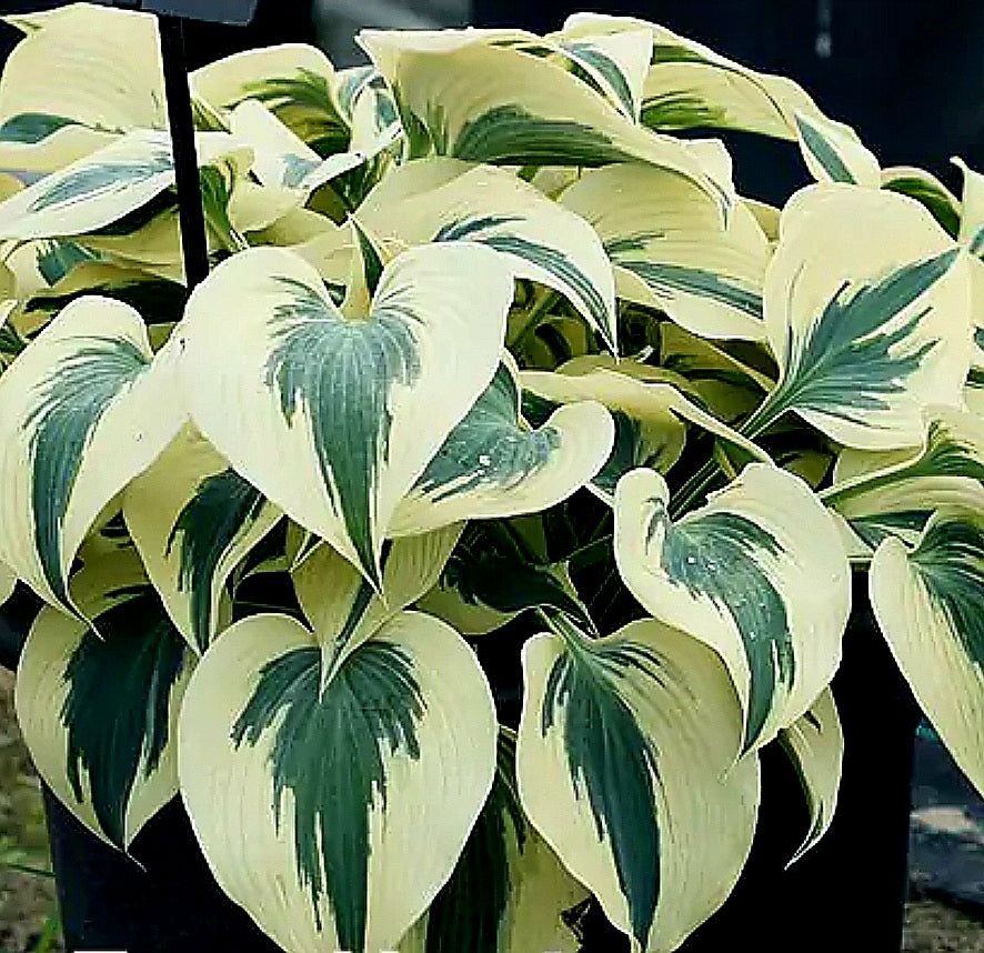 Hosta' Firn Line