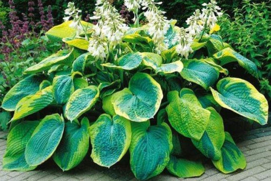 Hosta' Frances Williams Specialty Hosta