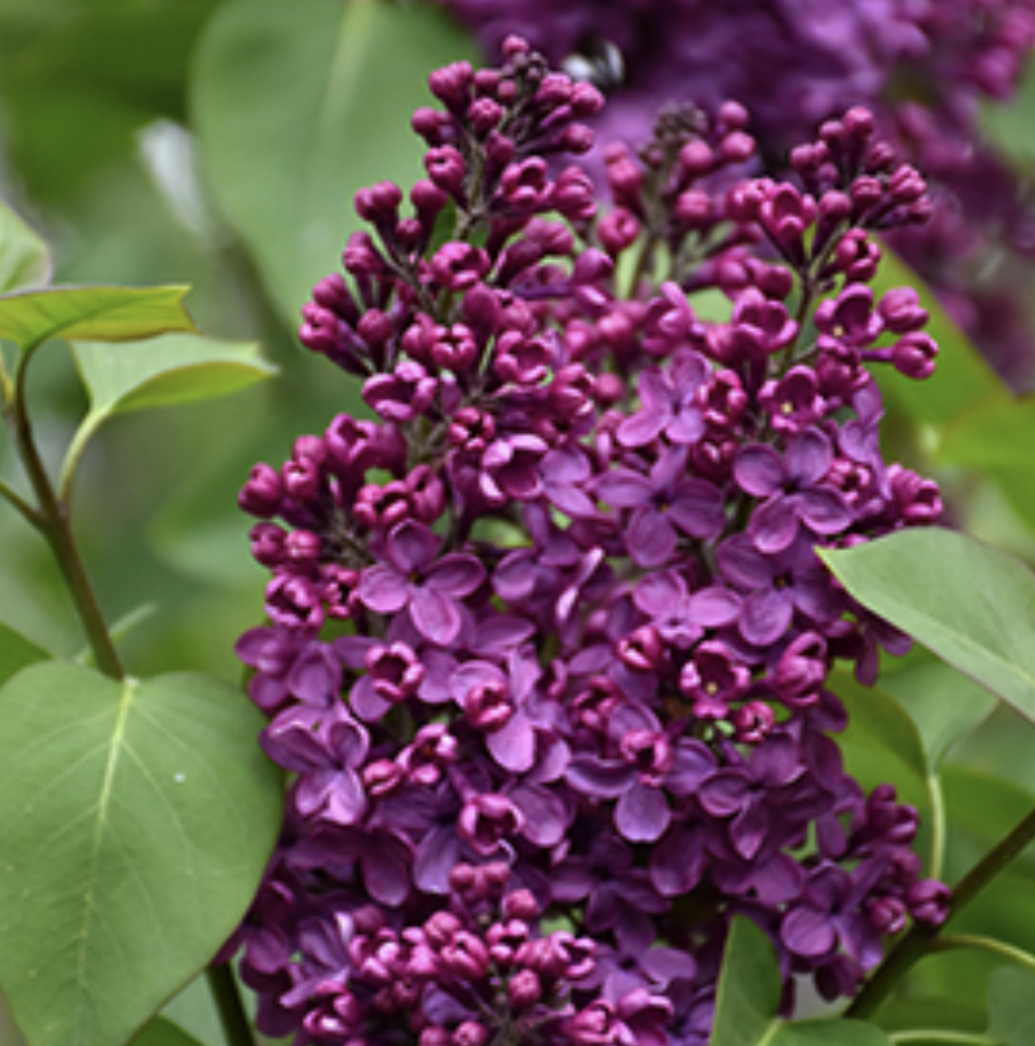 Syringa' Sarah Sands Lilac