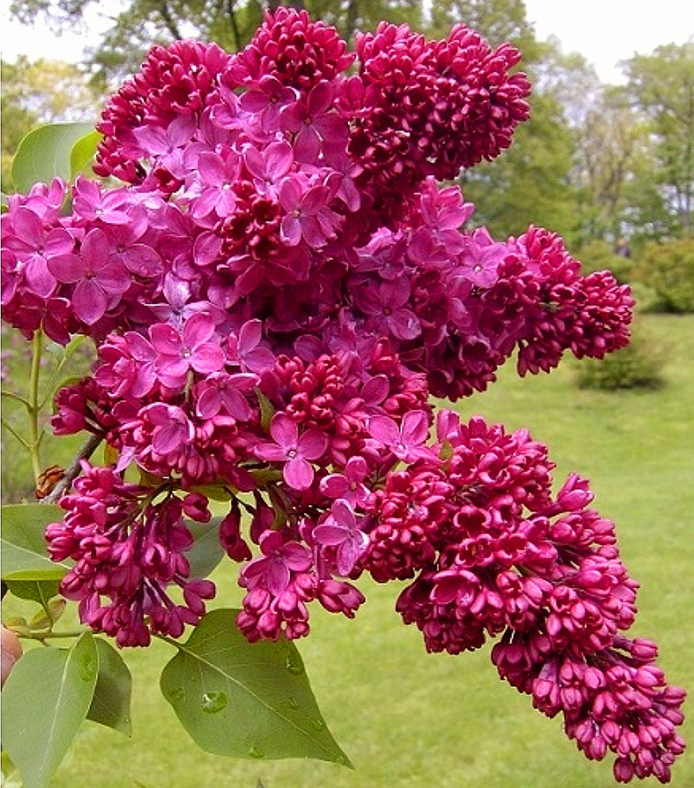 Syringa' Congo Lilac