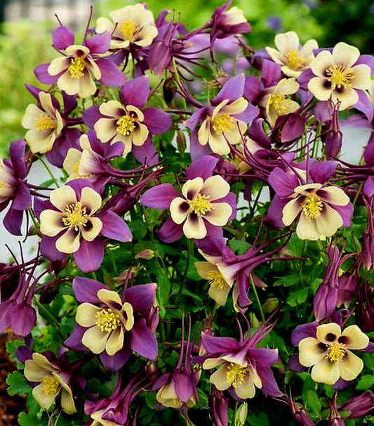 Aquilegia' Earlybird™ Purple Yellow Columbine