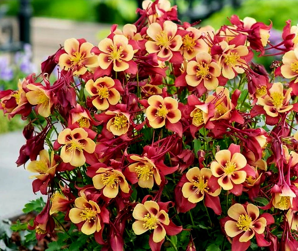 Aquilegia' Earlybird™ Red Yellow Columbine