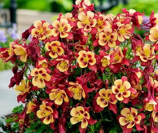 Aquilegia' Earlybird™ Red Yellow Columbine