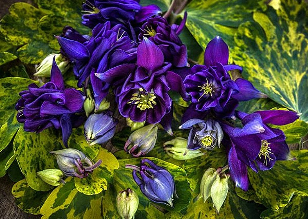 Aquilegia' Leprechaun Gold Columbine