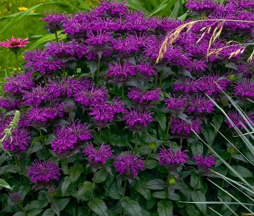 Monarda' SUGARBUZZ Grape Gumball Beebalm