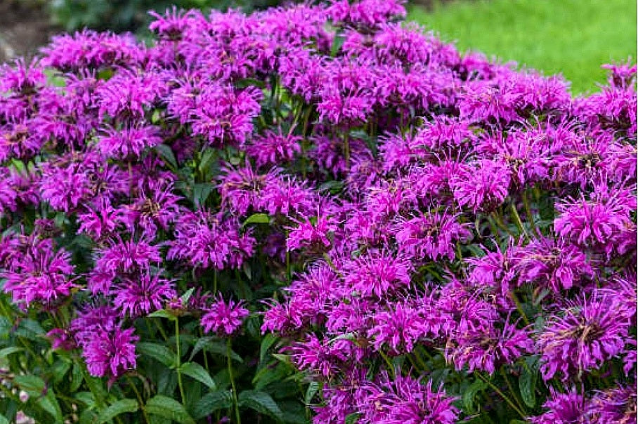 Monarda' Electric Neon Purple Beebalm