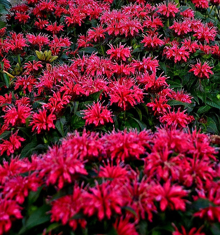 Monarda' SUGARBUZZ Cherry Pops Beebalm