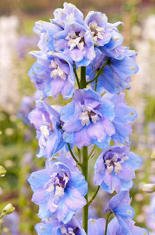 Delphinium' Guardian Lavender