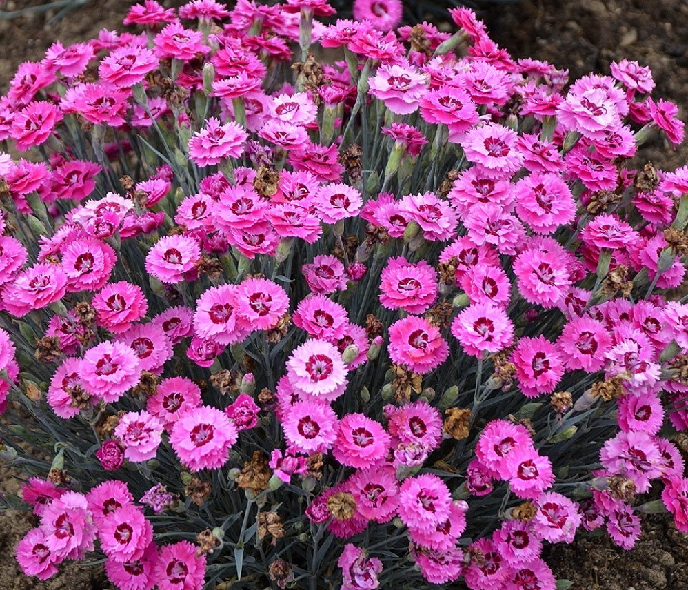 Dianthus' Pretty Poppers™ Cute As A Button