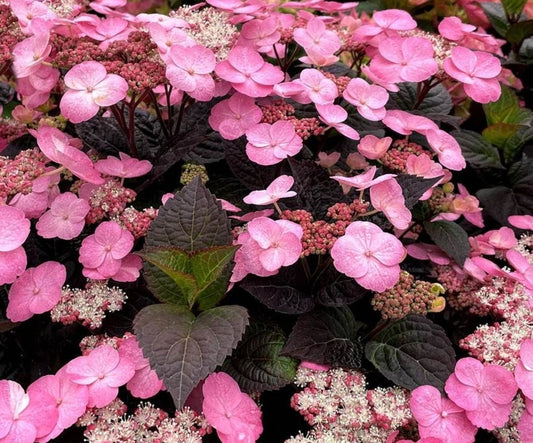 Hydrangea' Pink Dynamo™ Mountain Hydrangea