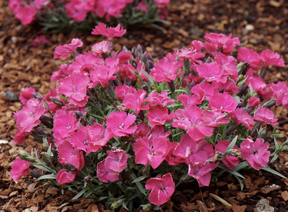 Dianthus' Vivid™ Bright Light