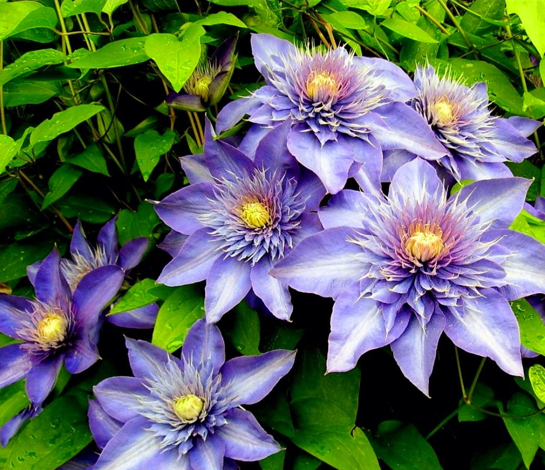 Clematis' Multi Blue