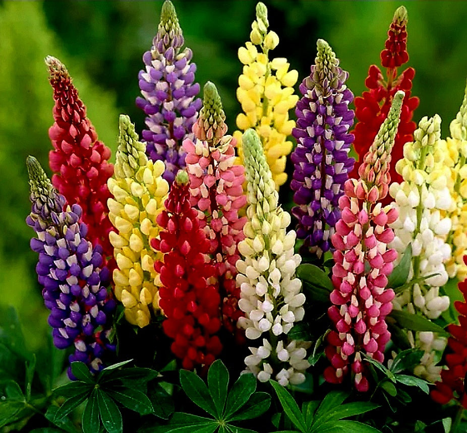 Lupinus' Gallery Mix™ Lupine