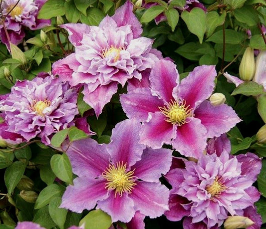 Clematis' Little Duckling