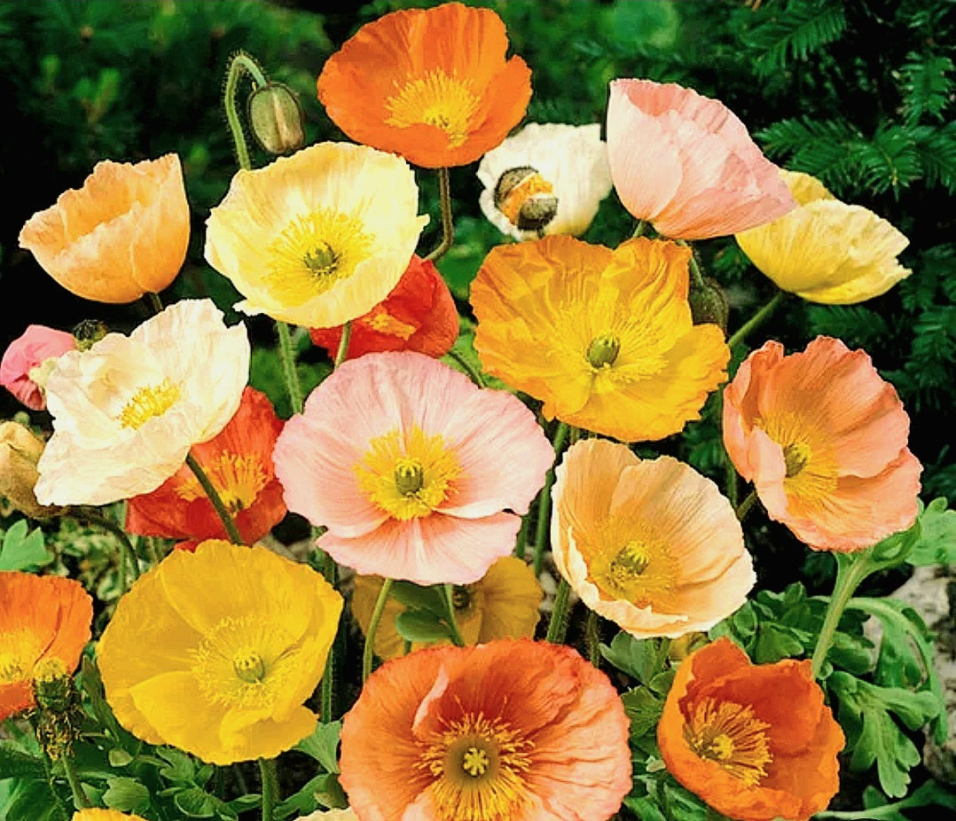 Papaver' Iceland Poppy Mix