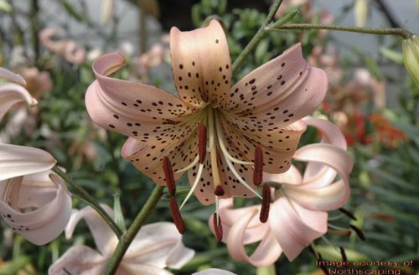 Lilium' Pink Tiger Lily