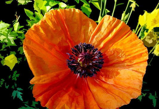 Papaver' Harvest Moon Poppy