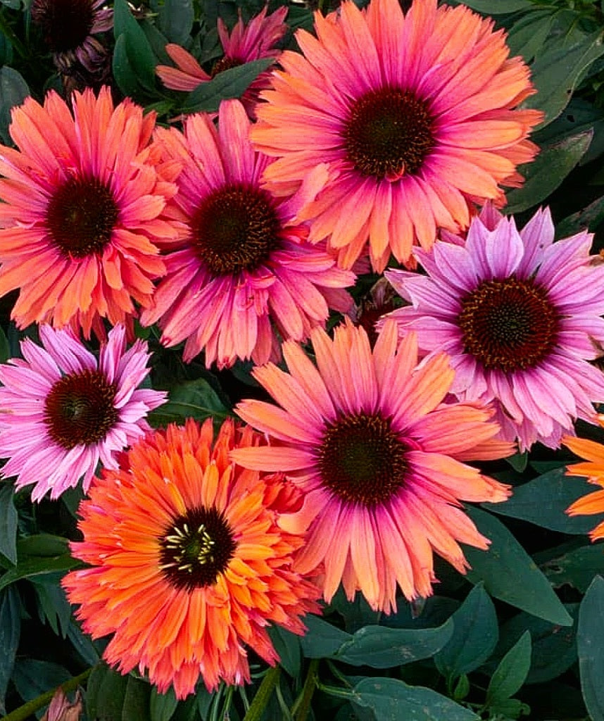 Echinacea' Sunseekers® Rainbow Coneflower