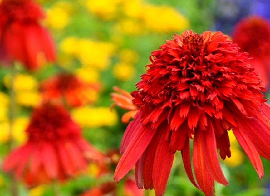 Echinacea' Cone-fections™ Hot Papaya Double Coneflower