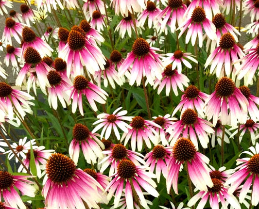 Echinacea' Pretty Parasols Coneflower