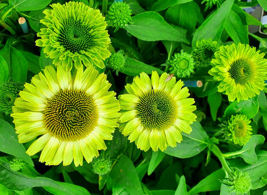 Echinacea' Sunseekers® Apple Green Coneflower