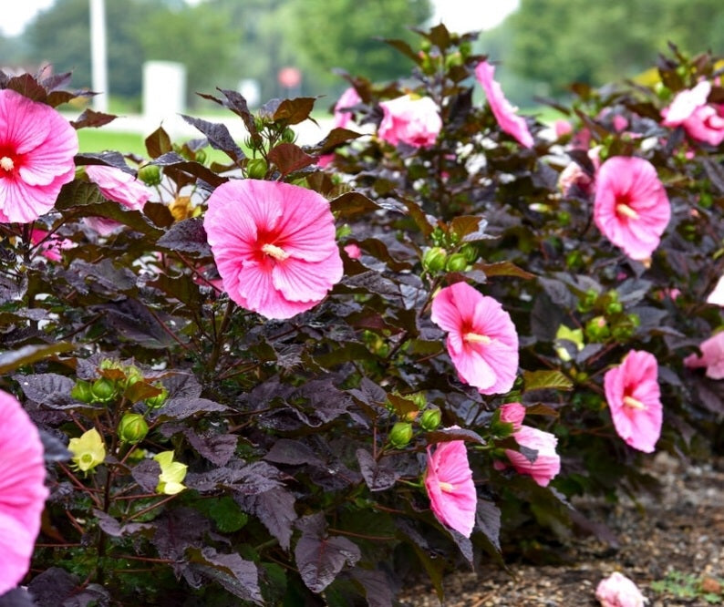 Hibiscus' Summerific® Edge Of Night Hardy/Perennial Hibiscus