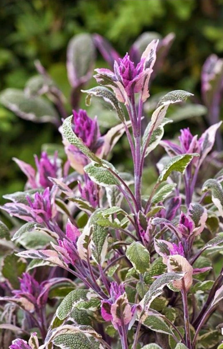 Salvia' Tri-Color Culinary Sage