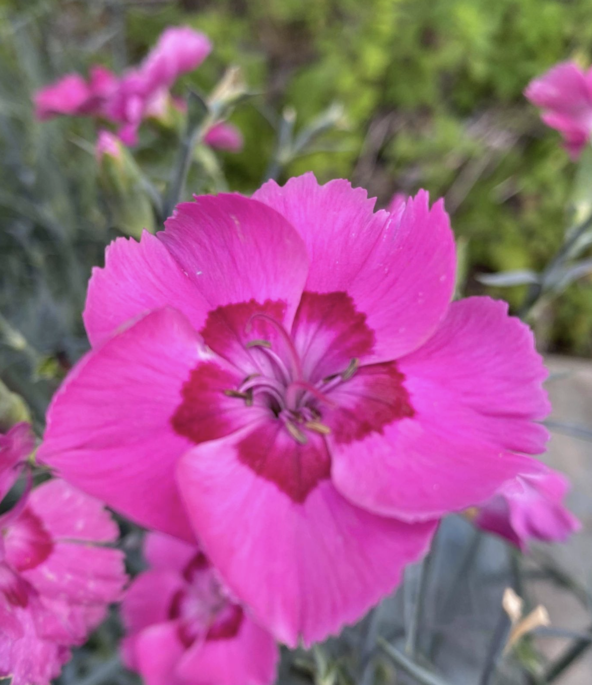 Dianthus' American Pie™ Bumbleberry Pie