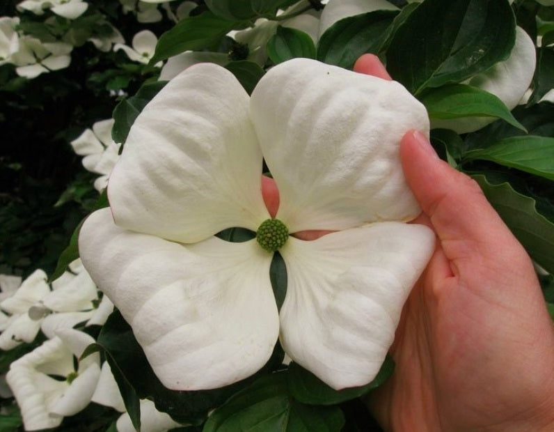 Cornus' Venus® Dogwood Tree