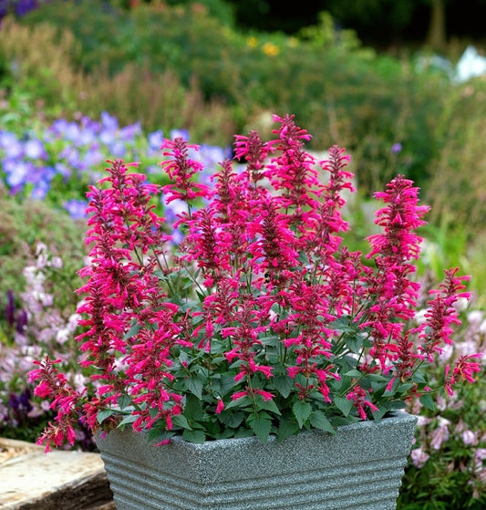 Agastache' Morello Hyssop