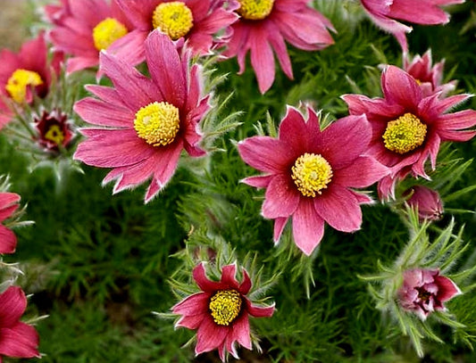 Pulsatilla' Red Pasque Flower