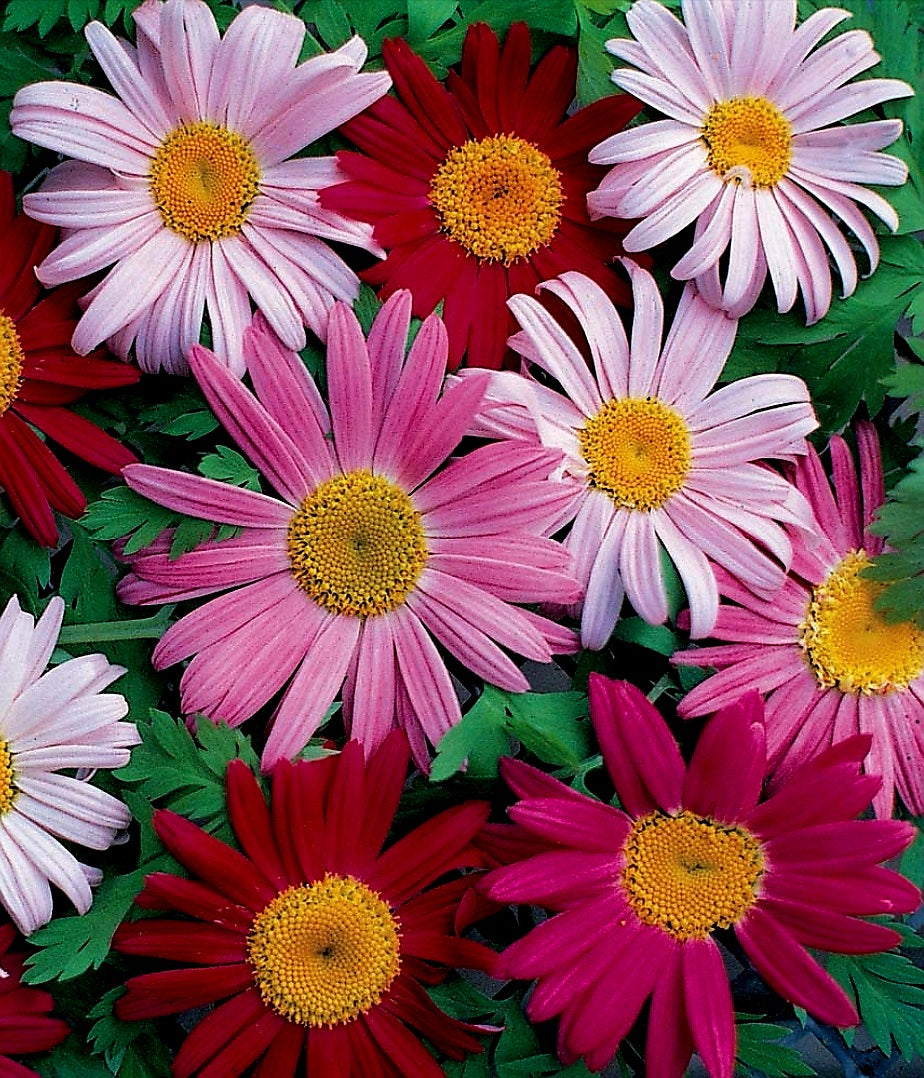 Tanacetum' Robinson's Mix Painted Daisy