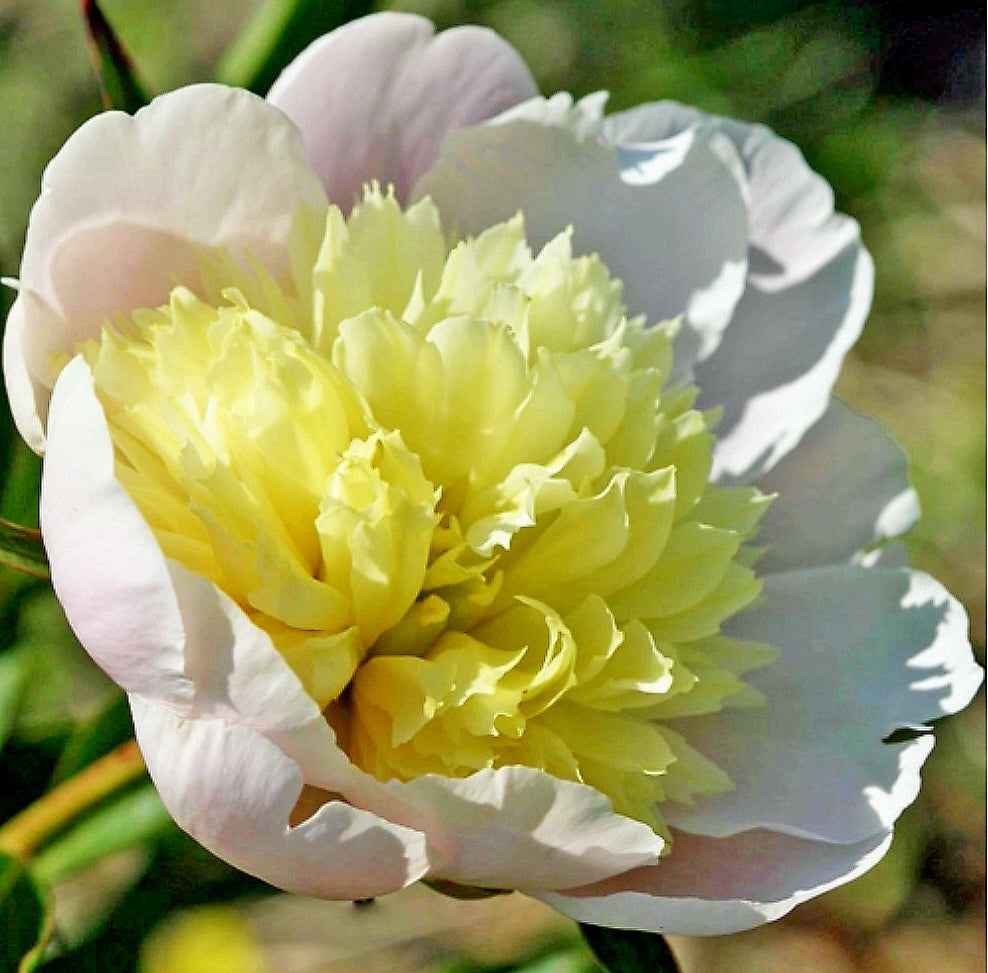 Paeonia' Primevere Heirloom Peony