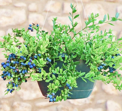 Vaccinium' Sapphire Cascade Hanging Basket Everbearing Blueberry (8-10" Hanging Basket)