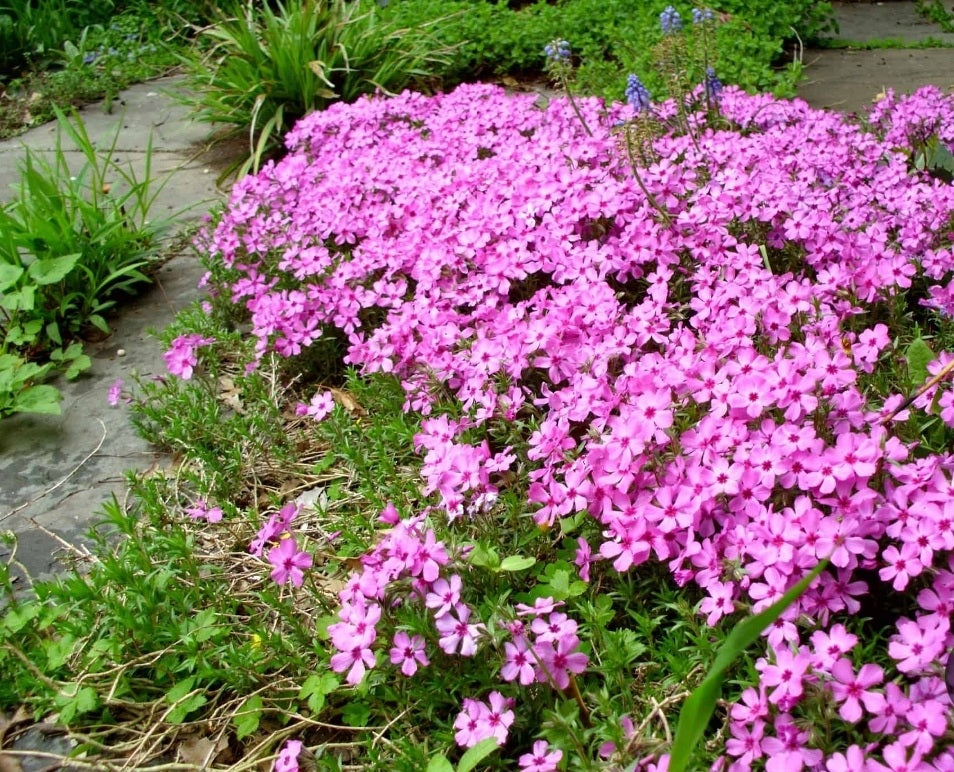 Phlox' Emerald Pink Creeping Moss Phlox