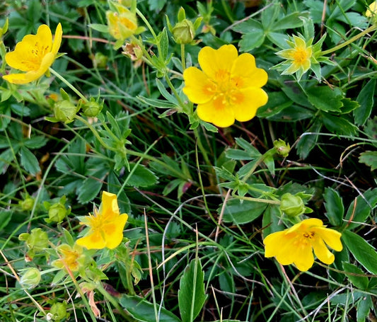 Potentilla' Mont d'Or Cinquefoil