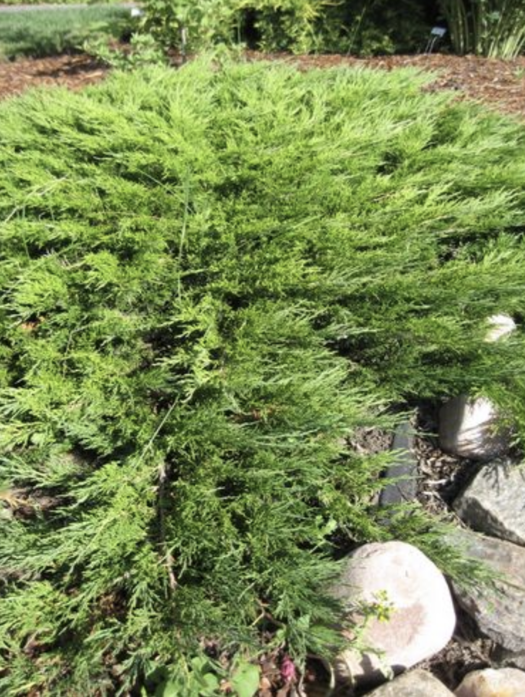 Juniperus' Calgary Carpet Juniper