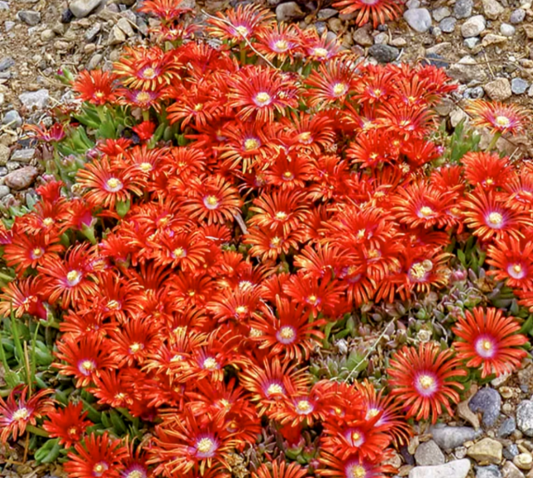 Delosperma' Red Mountain® Flame Ice Plant