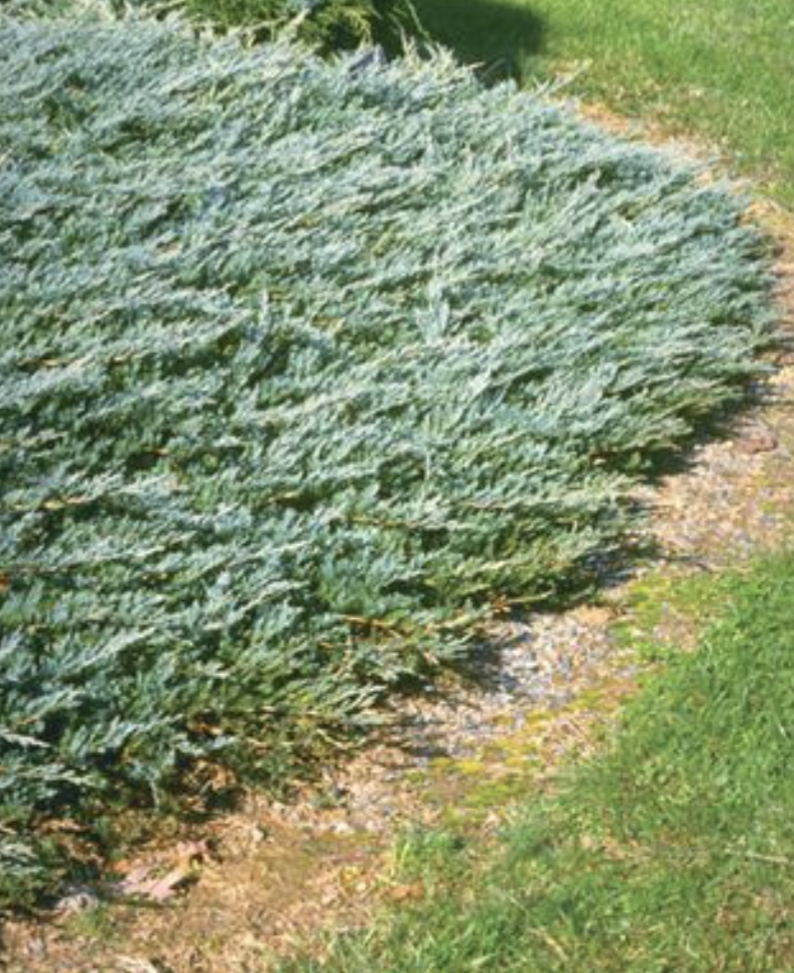 Juniperus' Bar Harbor Juniper