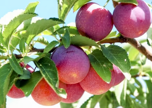 Prunus' Toka Plum Tree