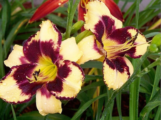 Hemerocallis' Jamaican me Crazy Daylily (Specailty)