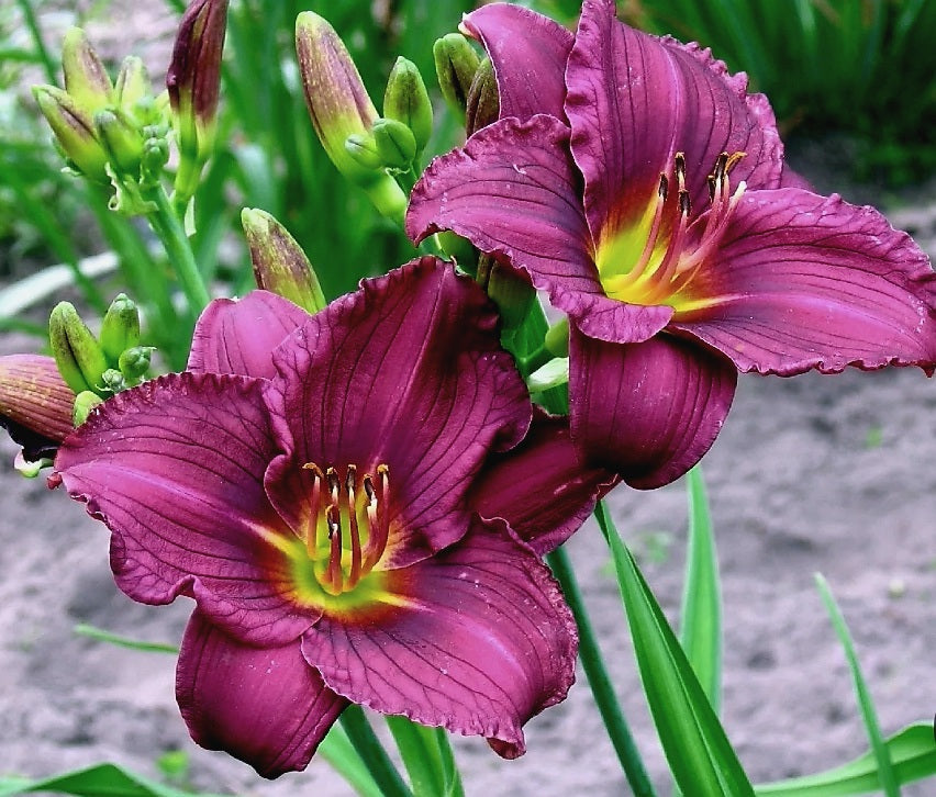 Hemerocallis' Little Grapette Daylily