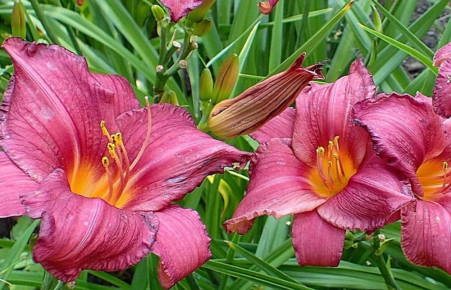 Hemerocallis' Summer Wine Daylily