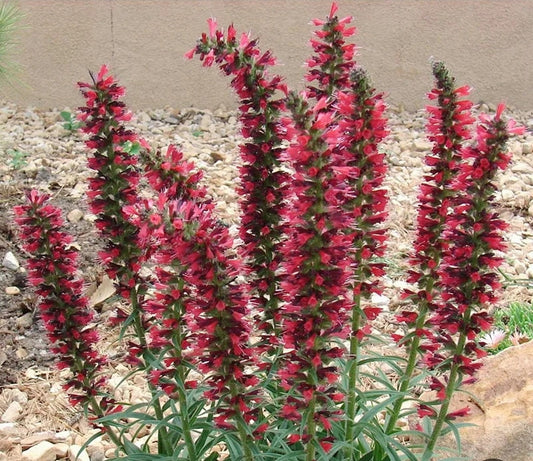 Echium' Red Feathers