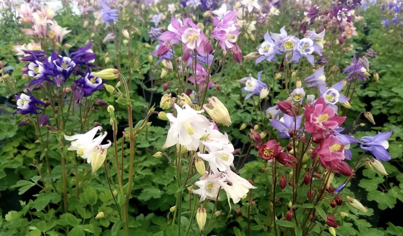 Aquilegia' McKana Giant Columbine Mix