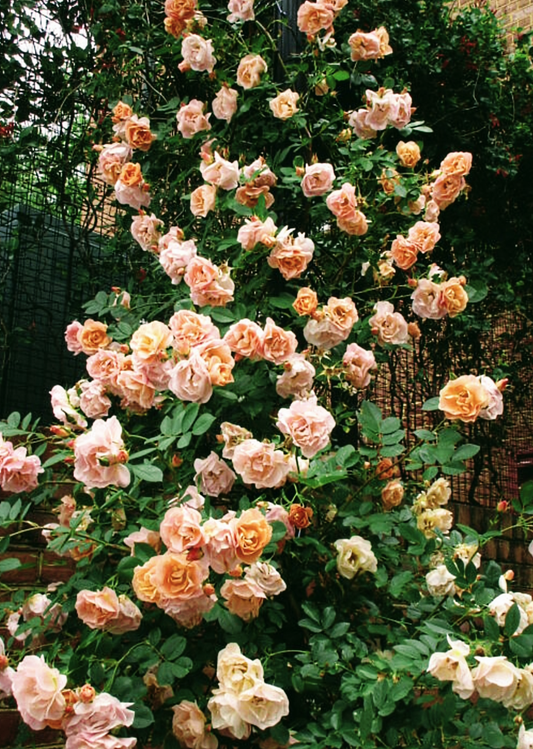 Rosa' Above And Beyond™ Climbing Rose