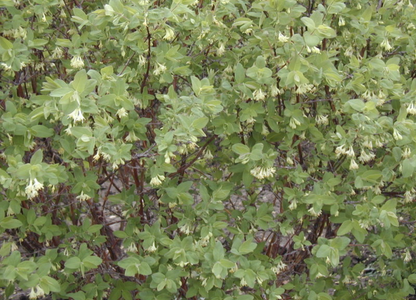 Lonicera' Polar Jewel Honeyberry (Haskap)